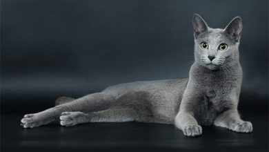 Photo of Как получить кредит под залог недвижимости